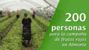 Se necesitan 200 trabajadores para la campaña de frutos rojos en Almonte